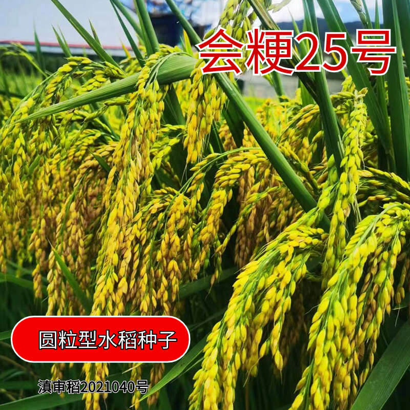 会粳25号高海拔常规稻水稻种子