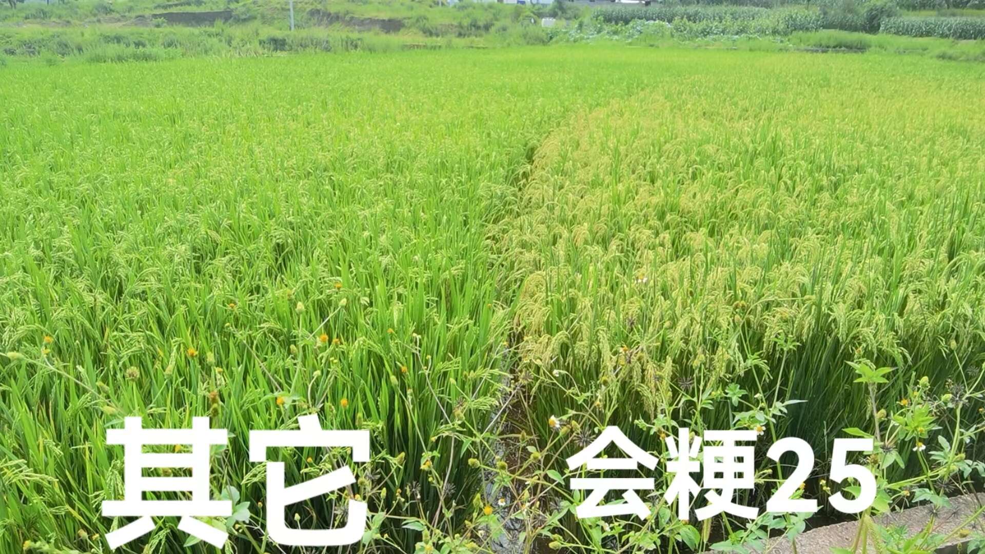 会粳25号高海拔常规稻水稻种子