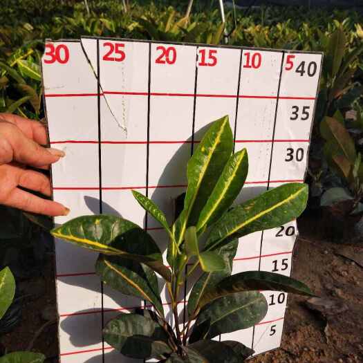 漳州彩霞变叶木1.15元