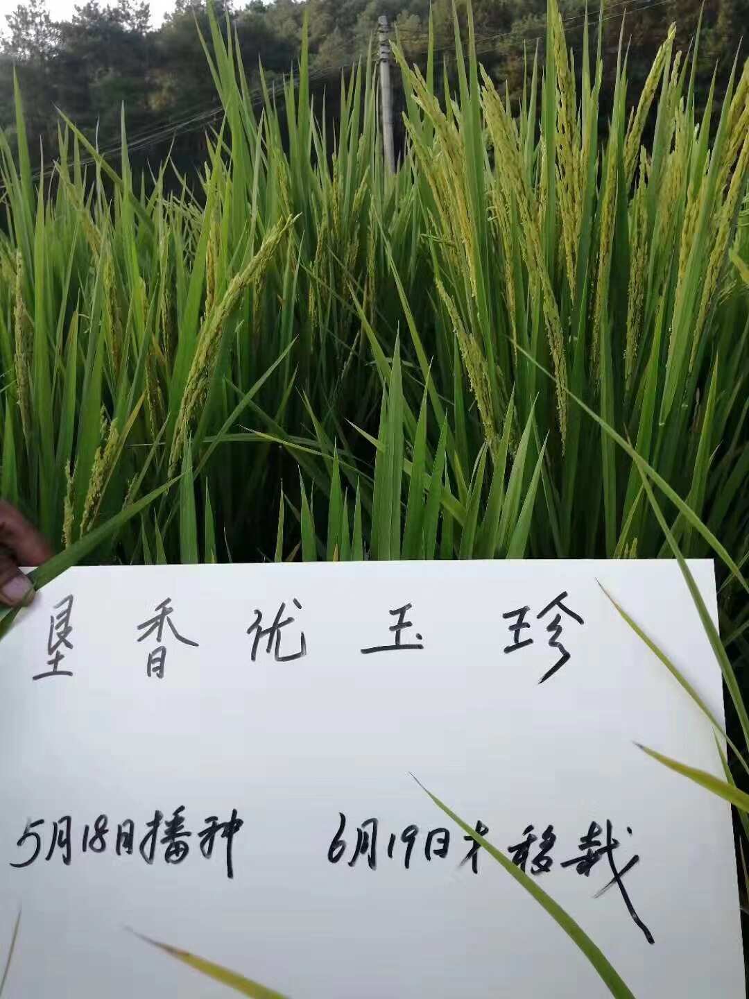 垦香优玉珍国标二级水稻种子