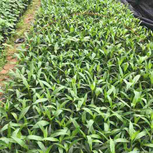 漳州紫花翠芦莉30公分