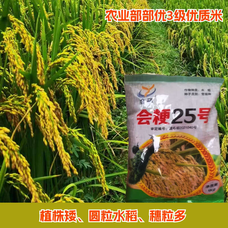 会粳25号高海拔常规稻水稻种子