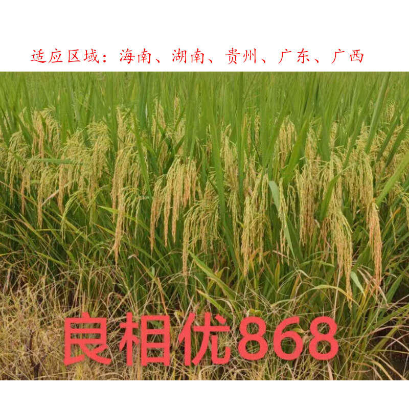 良相优868浓香型水稻种子
