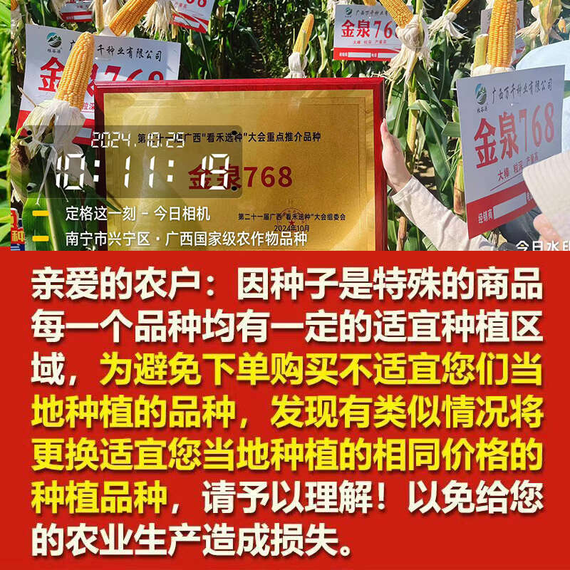 金泉768双国审热区玉米种子