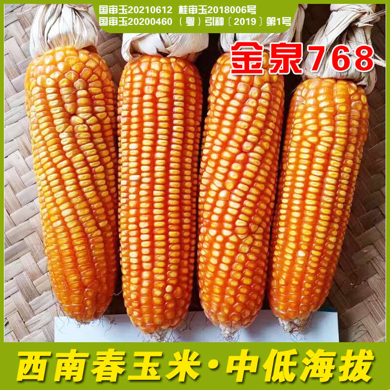 金泉768双国审热区玉米种子