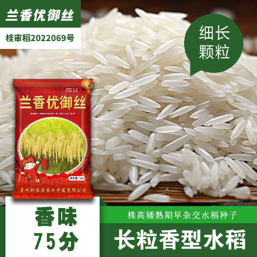 贵阳长粒浓香型水稻种子兰香优御丝猫牙米丝苗米水稻种子