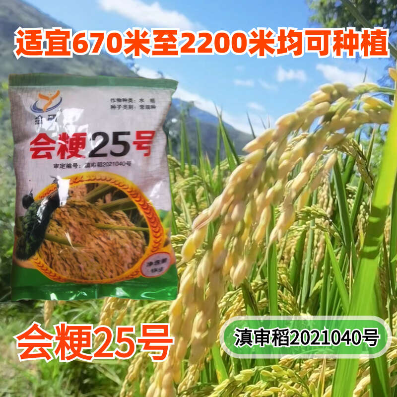 会粳25号高海拔常规稻水稻种子
