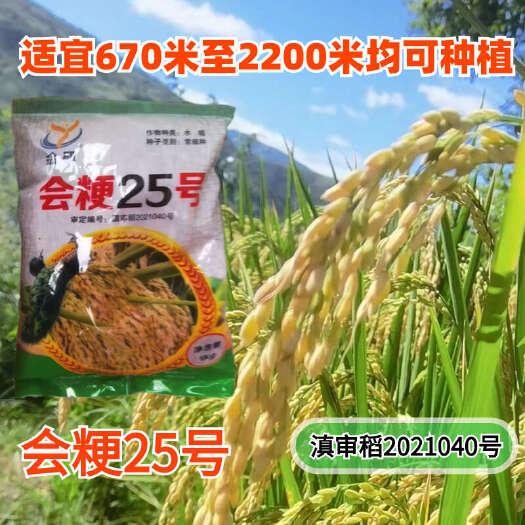 贵阳会粳25号高海拔常规稻水稻种子