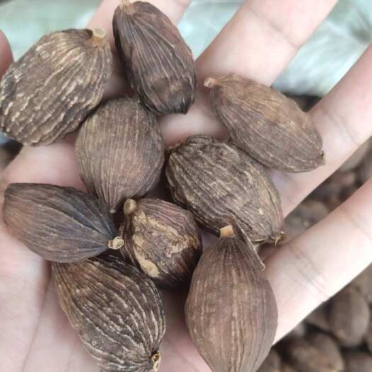 玉林草果 草果子老寇红草果 广西玉林中药材市场新鲜干货老蔻红