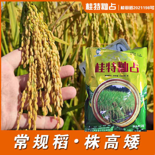 贵阳桂特籼占水稻种子珍桂矮种子2斤一袋