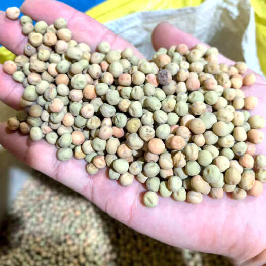 成都604荷兰豆种子红花软荚豌豆种子双荚荷兰豆种子