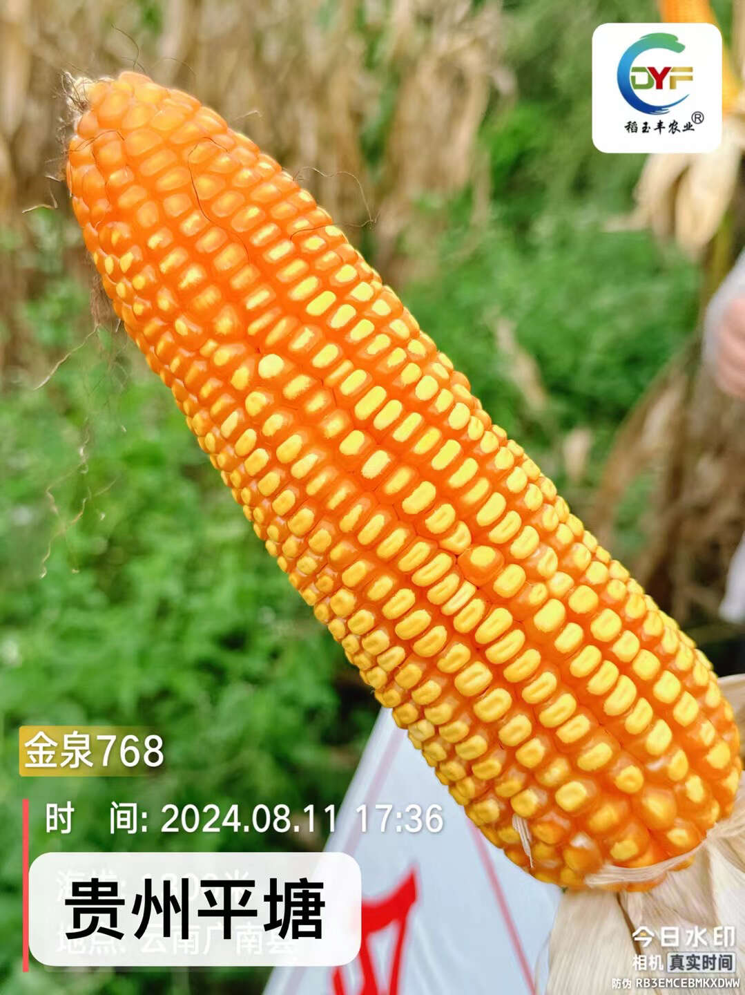 金泉768双国审热区玉米种子