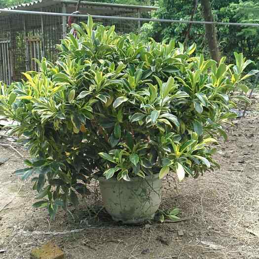 漳州金叶非洲茉莉