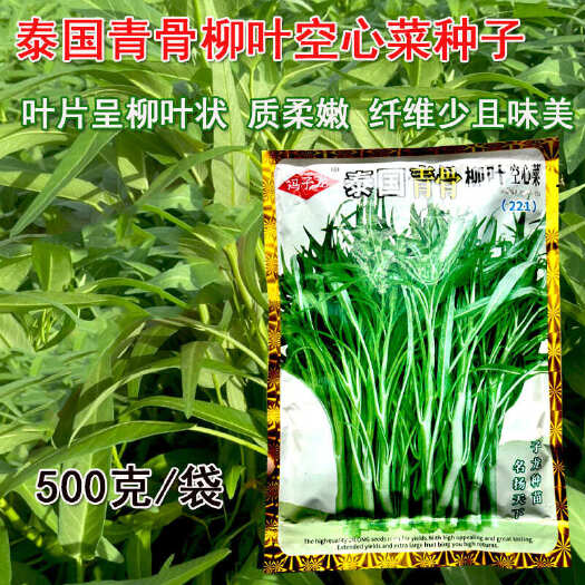 寿光市泰国青骨柳叶空心菜种子早熟纤维少大田基地