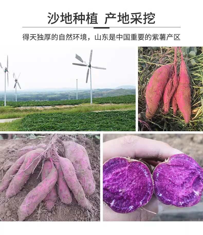 紫薯新鲜现挖农家自种沙地紫罗兰