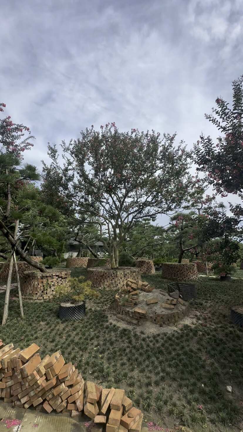 成都大红花紫薇