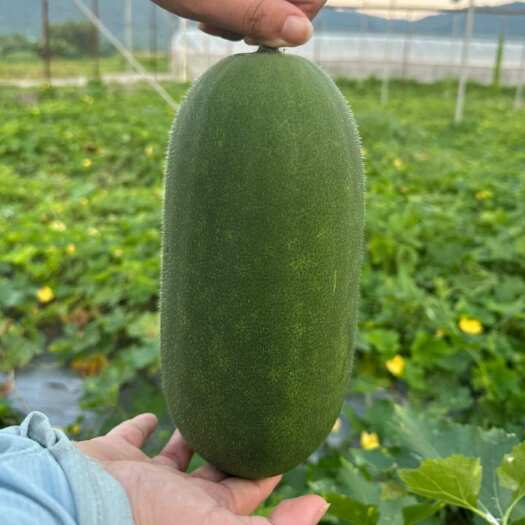 英德市青皮小冬瓜，水果冬瓜的一种，味道鲜甜，单个2-4斤