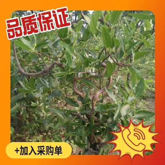 冬枣树苗，品种好，口感佳，成活率高，保湿发货
