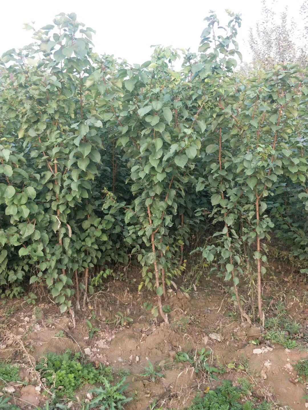 凯特杏苗，杏树成品苗，保质量，保湿发货，成活率高