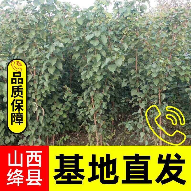 凯特杏苗，杏树成品苗，保质量，保湿发货，成活率高
