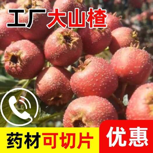 绛县【推荐】工厂供应大山楂，药厂切片山楂，基地直发