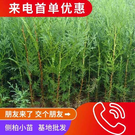 绛县【推荐】精品侧柏小苗，产地直销，来电量大价优