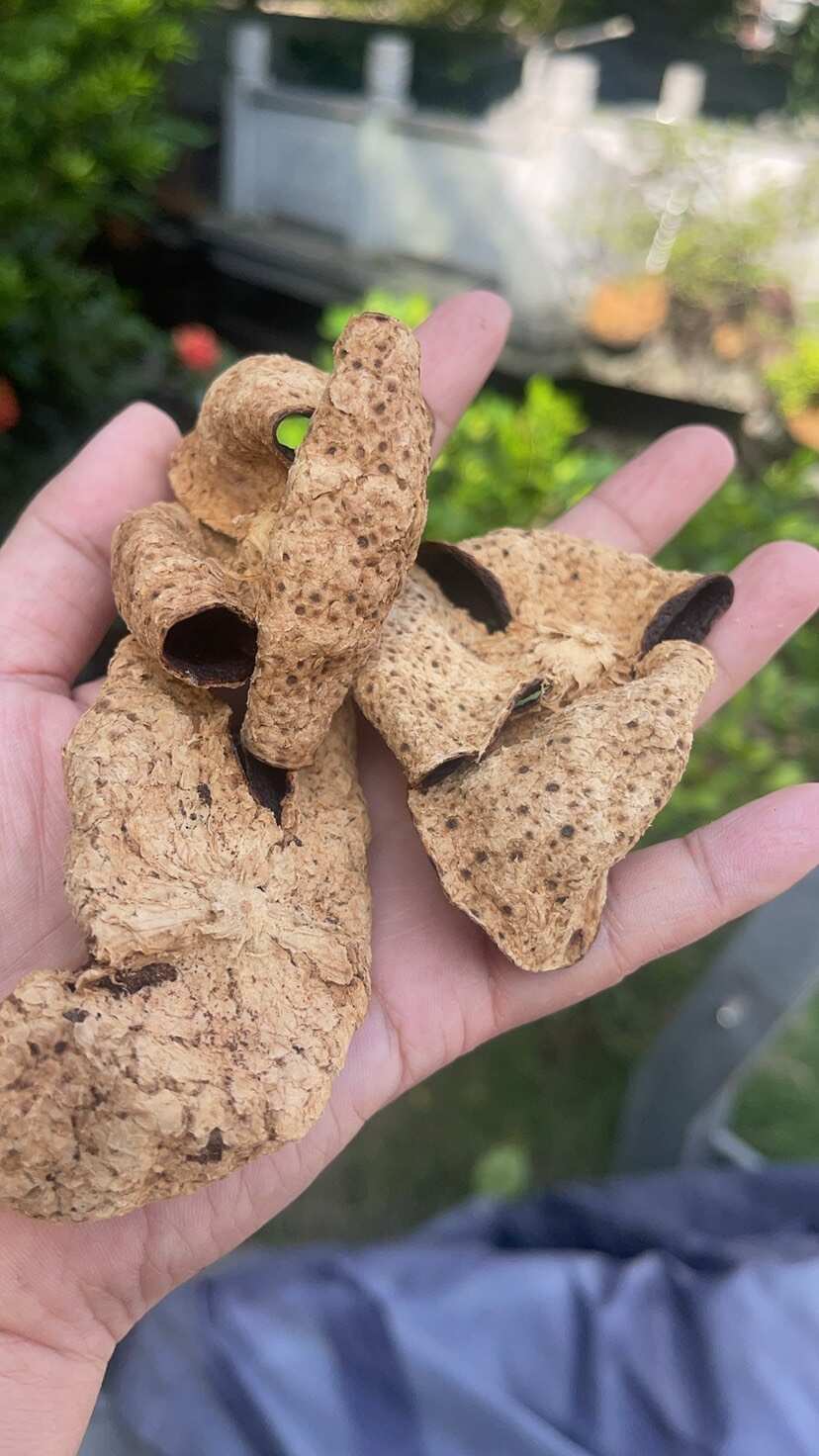 新會一柑紅柑場
