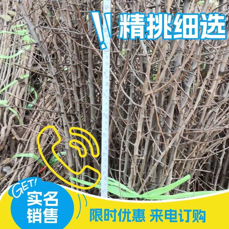 杜梨苗,带刺棠梨苗,专门嫁接梨树,品质保证