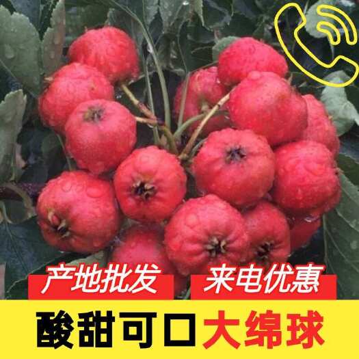 绛县【推荐】大绵球山楂，酸甜可口，来电优惠，品质保证