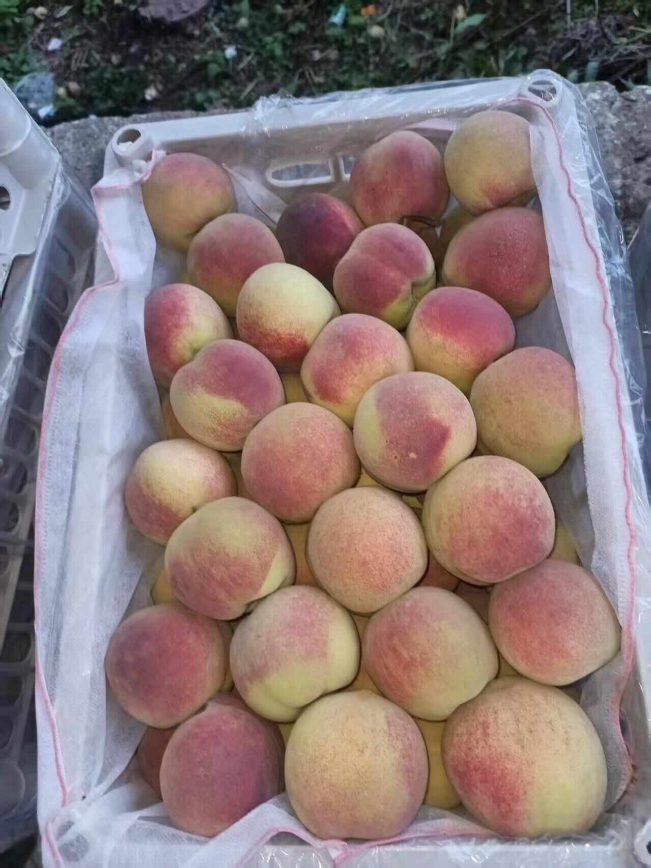 冬桃上市了  桃子 大量有货 一手货源