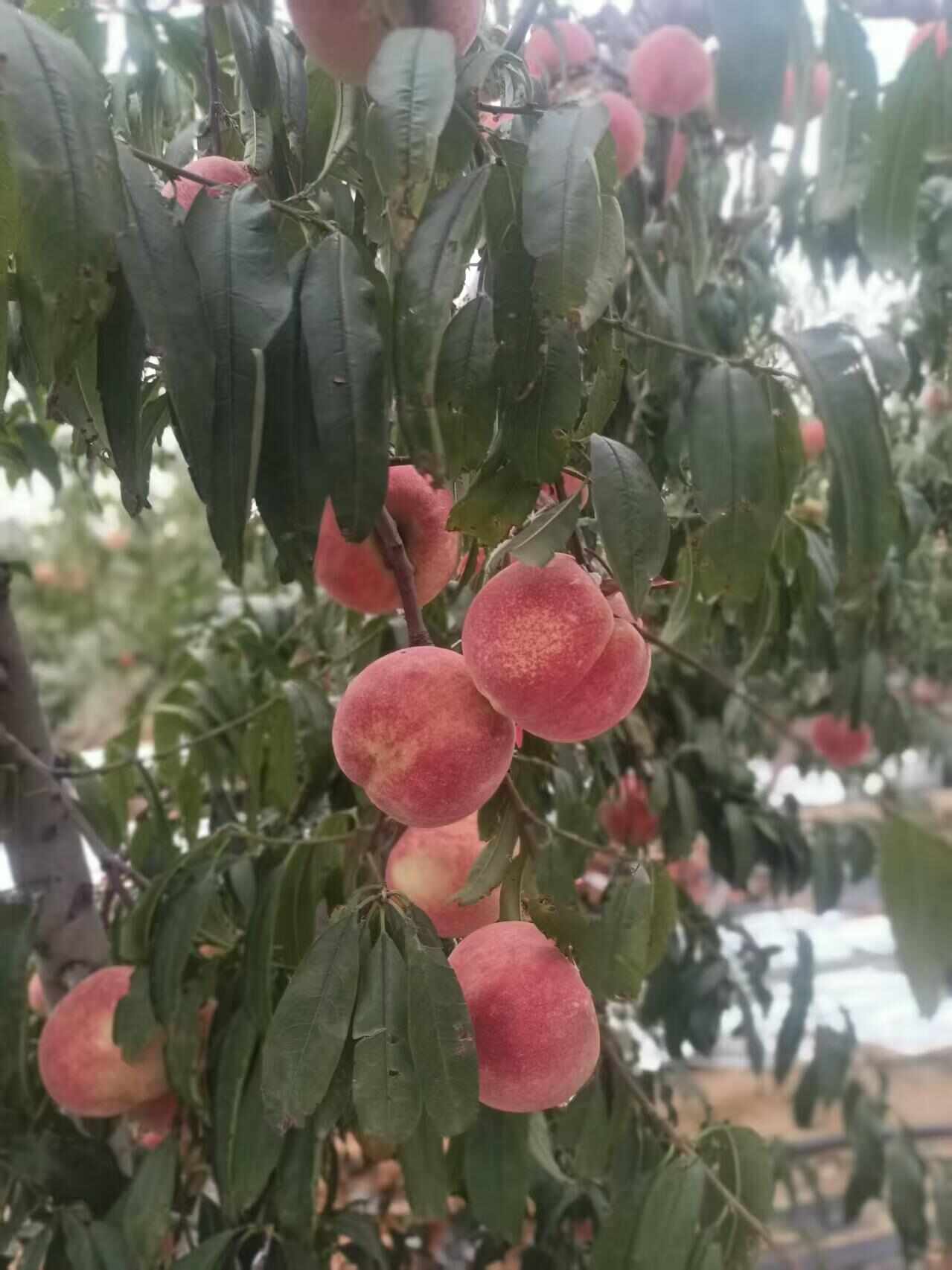 冬桃上市了  桃子 大量有货 一手货源