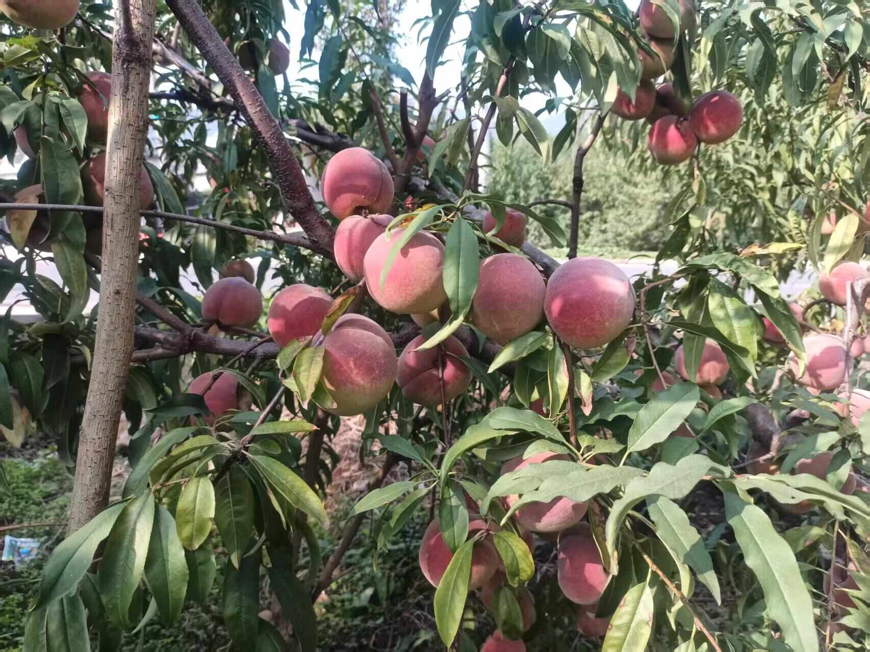 冬桃上市了  桃子 大量有货 一手货源