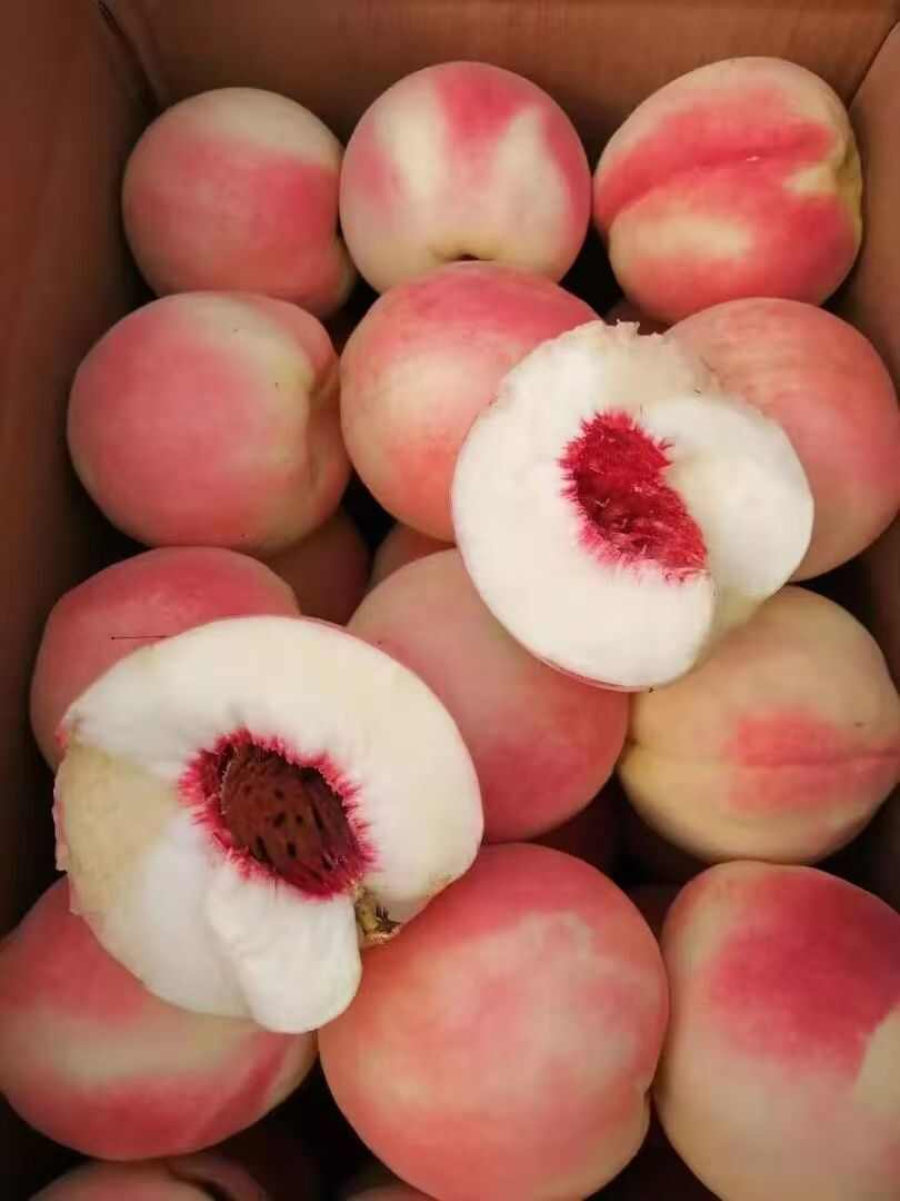 冬桃上市了  桃子 大量有货 一手货源