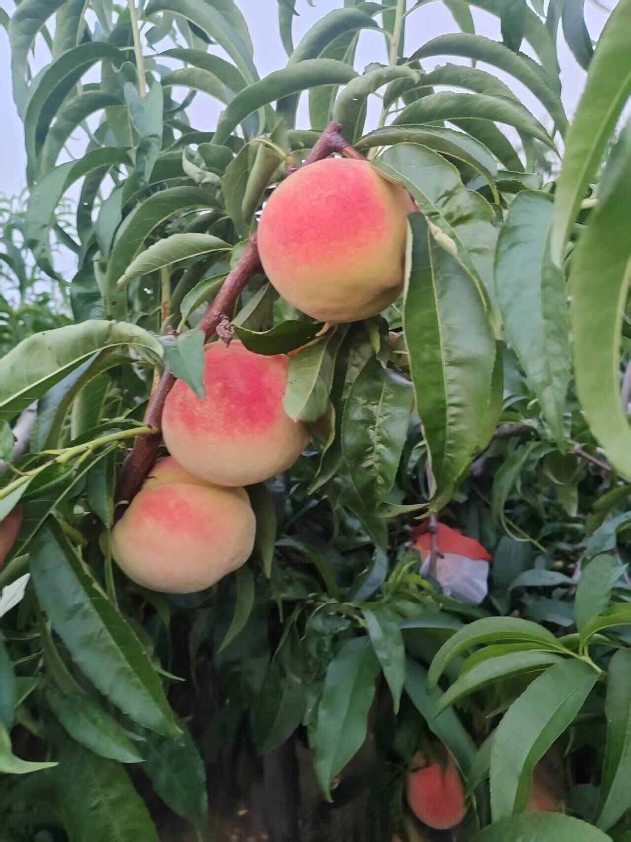 冬桃上市了  桃子 大量有货 一手货源