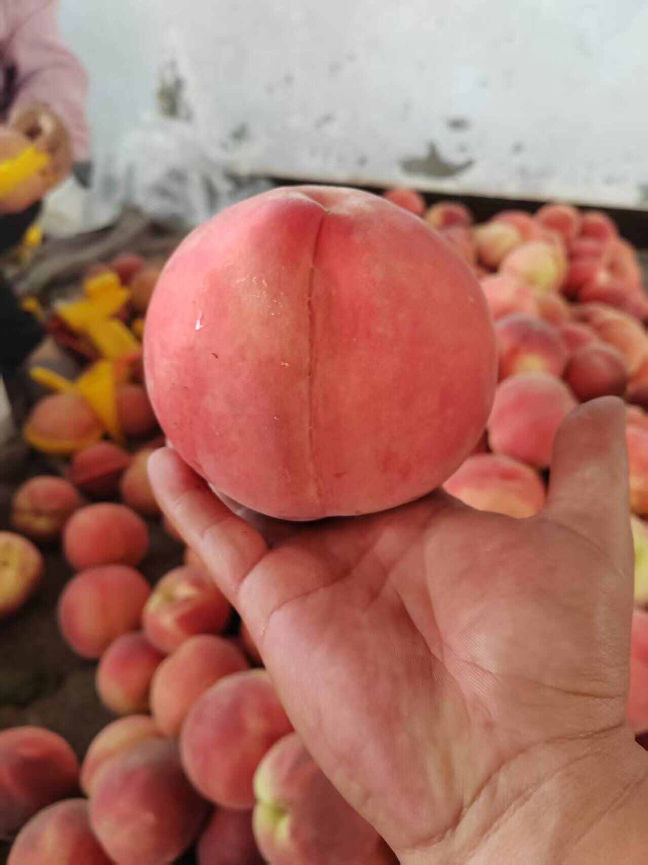 冬桃上市了  桃子 大量有货 一手货源