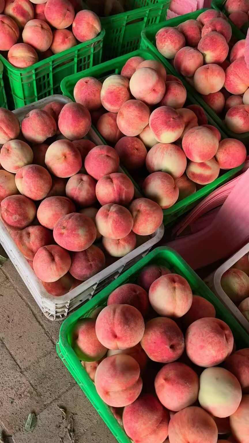 冬桃上市了  桃子 大量有货 一手货源