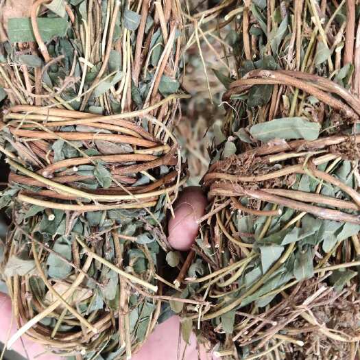 玉林广西鸡骨草500克包邮 干货 鸡骨草叶 黄草相思藤中药材
