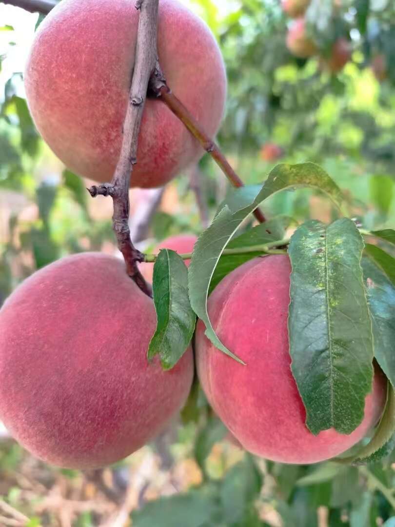 冬桃上市了  桃子 大量有货 一手货源