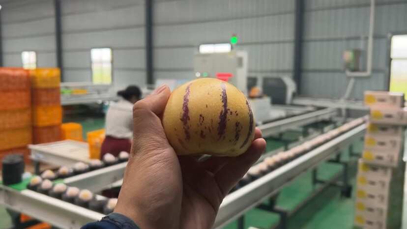 2025云南石林人生果以上市，对接全国资源，客商前来合作