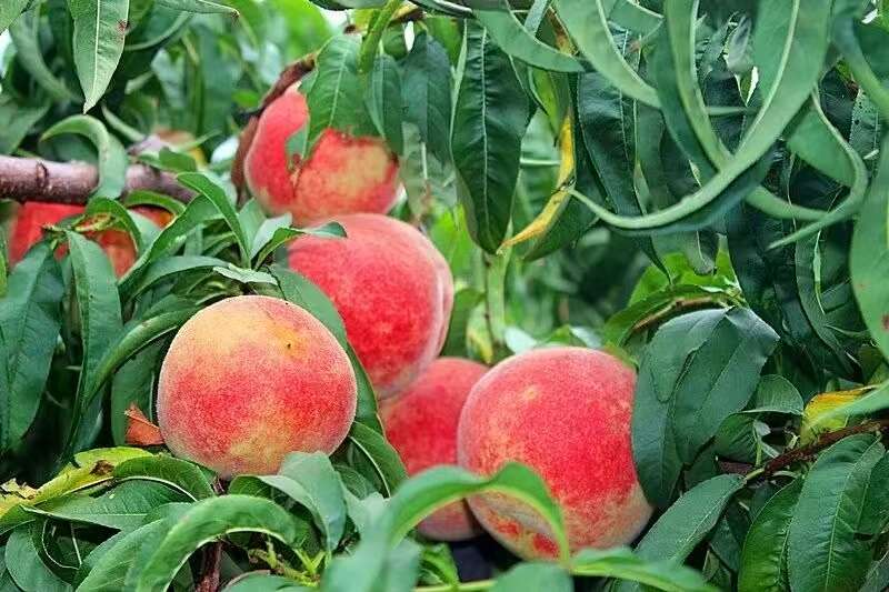 冬桃上市了  桃子 大量有货 一手货源