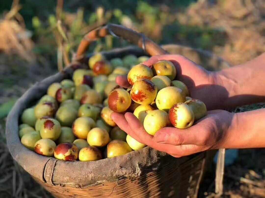 山东冬枣，专业对接社区电商平台，网红爆品，我在产地等你