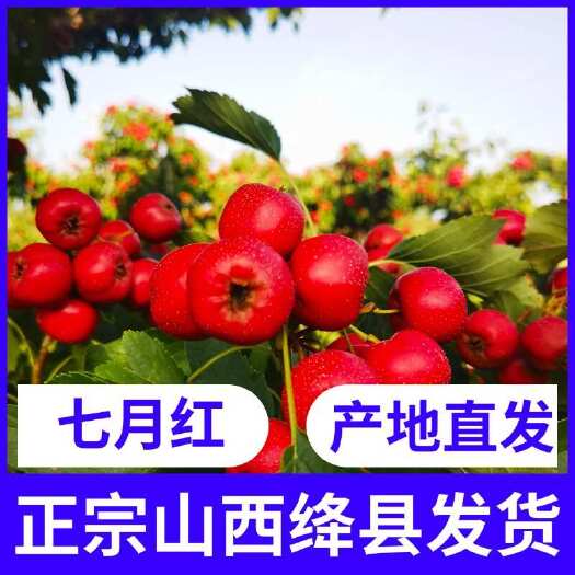 绛县【推荐】山楂，七月红，产地山西绛县，来电首单优惠