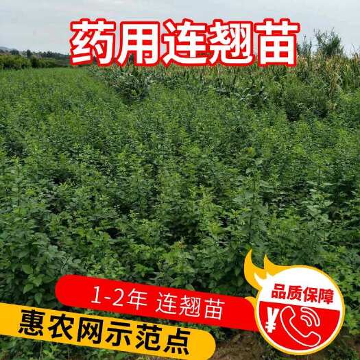 长沙药用连翘苗，产量高，1年和两年，示范点店铺推荐