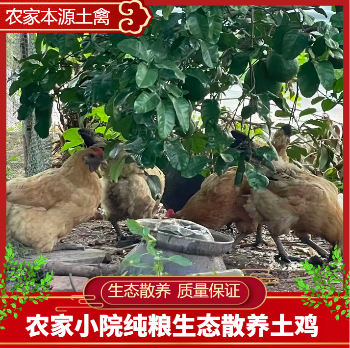 纯粮食喂养【土鸡】适合月子  品质商超