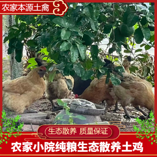 重庆市纯粮食喂养【土鸡】适合月子 佳节送礼 品质商超