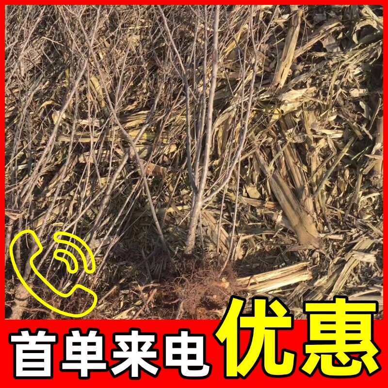 钙果苗，0.5米以下，品种好，口感好，规格齐全