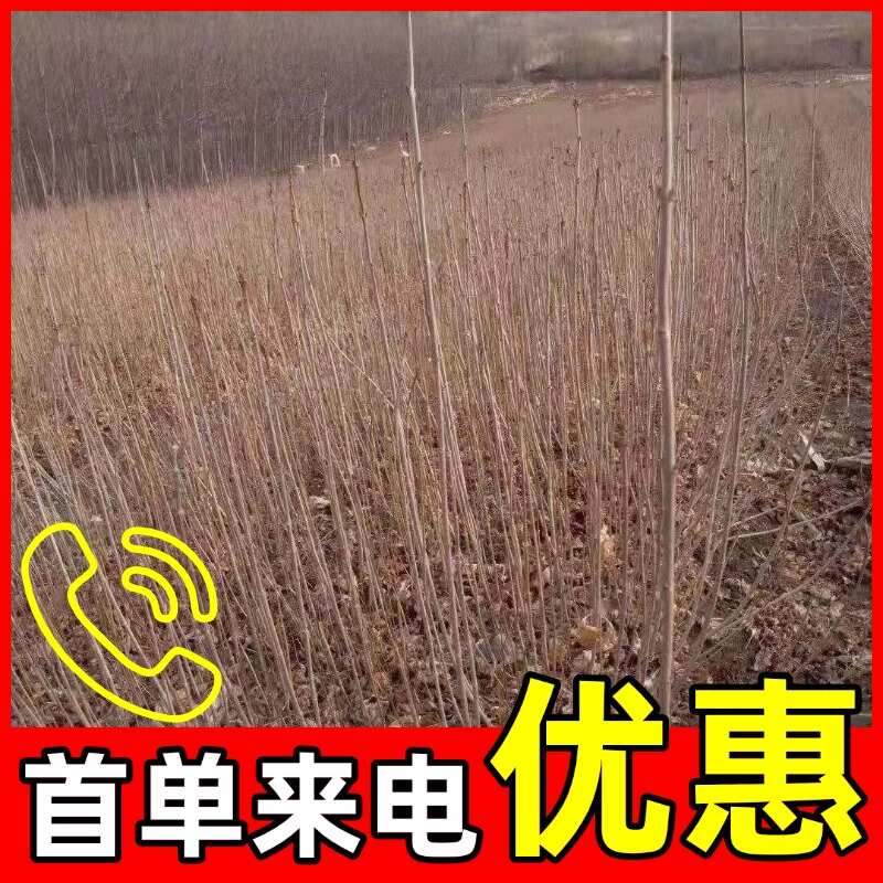 丛生丁香，适合荒山绿化，,城市绿化，小区绿化