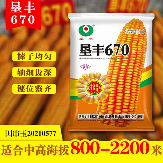垦丰670中高海拔国审玉米种子厂家直发