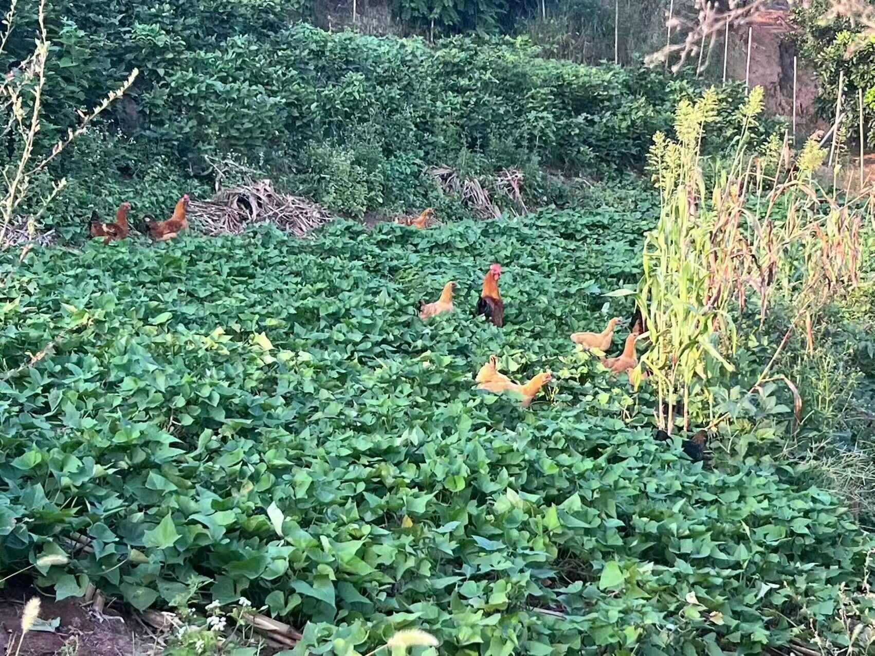 纯粮食喂养【土鸡】适合月子  品质商超