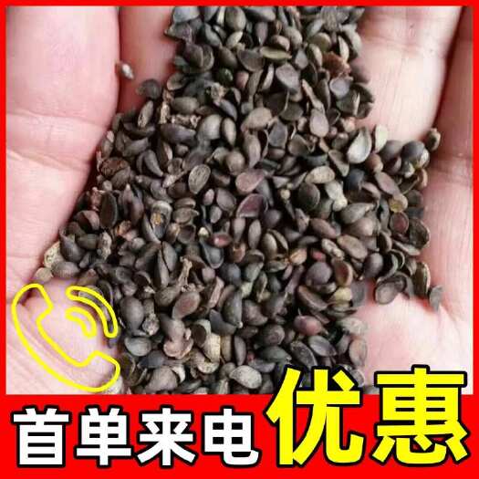 绛县【推荐】杜梨种籽，带刺的那种，纯杜梨，保品种